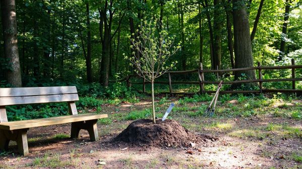 9 astuces pour assurer le succès de la bouture de noyer